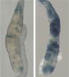 thumbnail image from paper