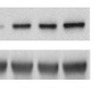 thumbnail image from paper