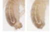thumbnail image from paper