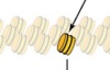 thumbnail image from paper