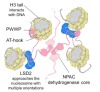 thumbnail image from paper