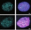 thumbnail image from paper