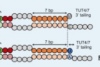thumbnail image from paper