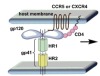 thumbnail image from paper
