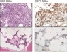 thumbnail image from paper