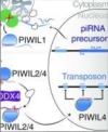 thumbnail image from paper