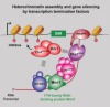 thumbnail image from paper