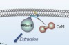 thumbnail image from paper