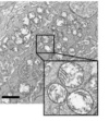 thumbnail image from paper