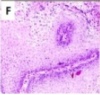 thumbnail image from paper