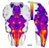 thumbnail image from paper