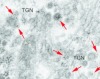 thumbnail image from paper
