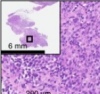 thumbnail image from paper