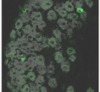 thumbnail image from paper
