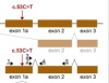 thumbnail image from paper