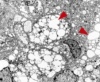 thumbnail image from paper