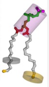 thumbnail image from paper
