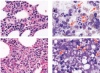 thumbnail image from paper