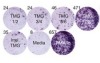 thumbnail image from paper