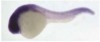 thumbnail image from paper