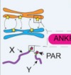 thumbnail image from paper