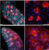 thumbnail image from paper