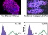 thumbnail image from paper