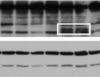 thumbnail image from paper