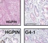 thumbnail image from paper