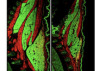 thumbnail image from paper