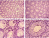 thumbnail image from paper