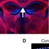 thumbnail image from paper
