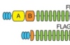 thumbnail image from paper