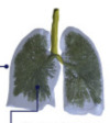 thumbnail image from paper