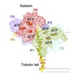 thumbnail image from paper