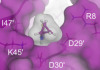 thumbnail image from paper