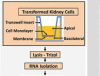 thumbnail image from paper