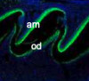 thumbnail image from paper