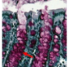 thumbnail image from paper