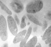 thumbnail image from paper