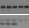 thumbnail image from paper
