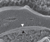 thumbnail image from paper