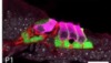 thumbnail image from paper