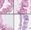 thumbnail image from paper