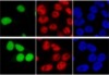 thumbnail image from paper