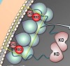 thumbnail image from paper