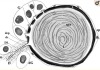 thumbnail image from paper
