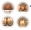 thumbnail image from paper