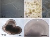 thumbnail image from paper