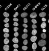 thumbnail image from paper